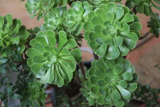 Indian Medicated Plant closeup
