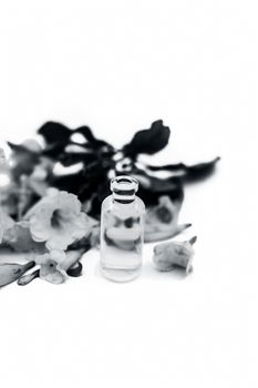 Close up of essence oil of allamanda flower in a small transparent glass bottle along with flower isolated on white.