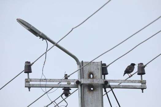 Bird on the Power pole
