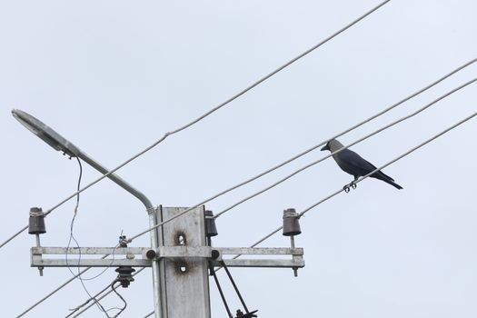 Bird on the Power pole