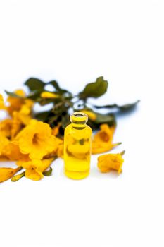 Close up of essence oil of allamanda flower in a small transparent glass bottle along with flower isolated on white.