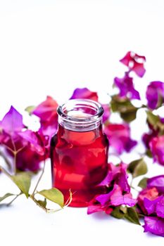 Close up shot of organic extracted oil of Bougainvillea isolated on white in a transparent glass bottle along with raw flowers.