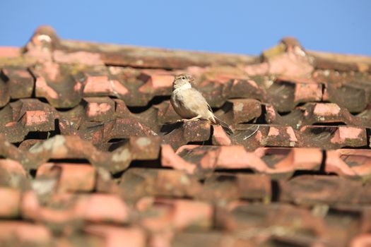 Sparrow in the Nature