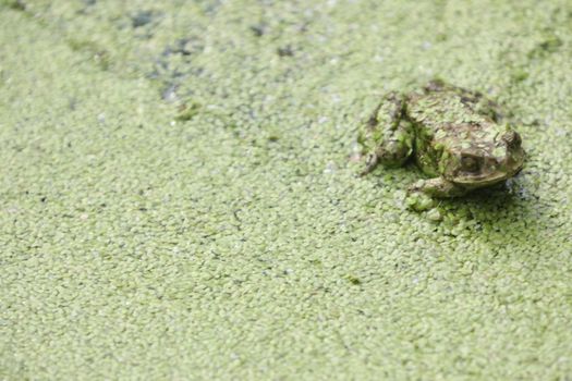 Frog in the water