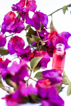Close up shot of essence of Bougainvillea flowers in a small transparent glass bottle isolated on white with raw flowers and leaves.