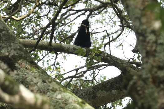 Birds on the tree in a Nature