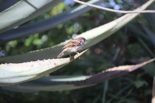 Sparrow in the Nature