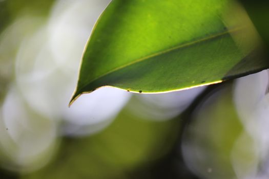 Abstract Leaf Texture