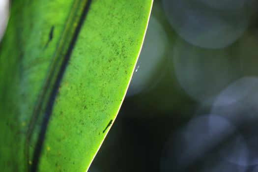 Abstract Leaf Texture