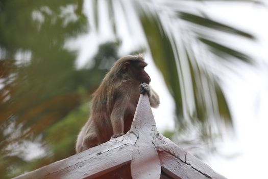 Closeup of Monkey