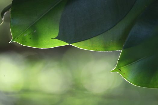 Abstract Leaf Texture