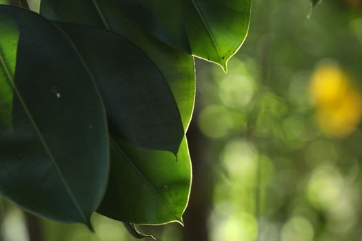 Abstract Leaf Texture
