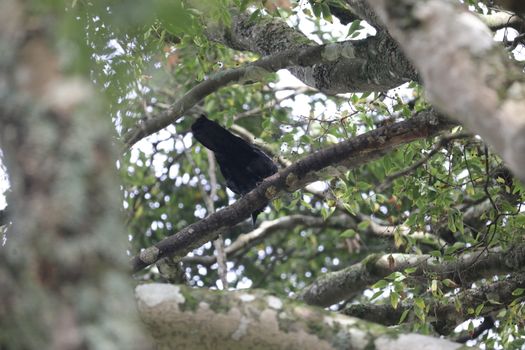 Birds on the tree in a Nature