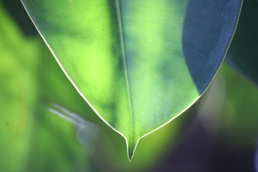 Abstract Leaf Texture