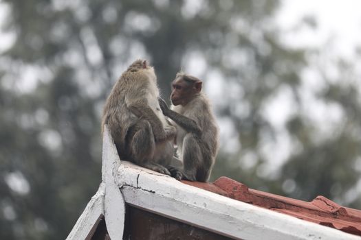 Closeup of Monkey