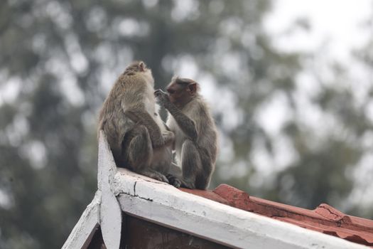 Closeup of Monkey