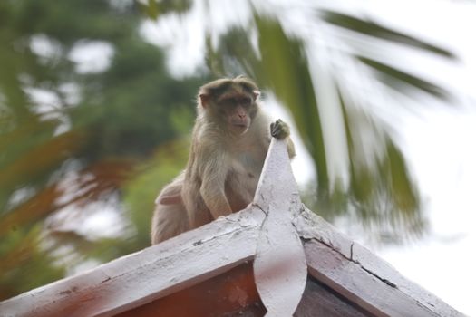 Closeup of Monkey
