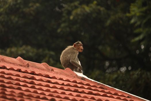 Closeup of Monkey