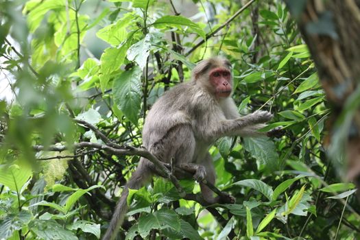 Closeup of Monkey