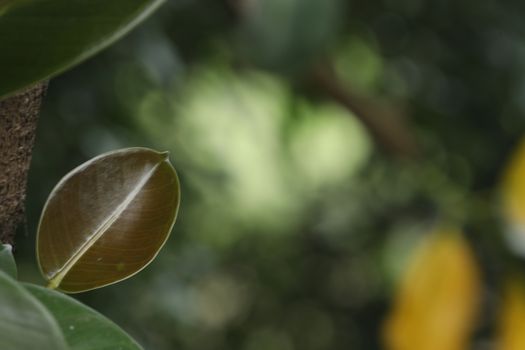 Abstract Leaf Texture