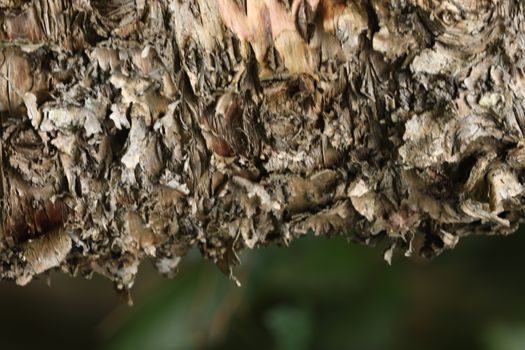 Tree Trunk texture macro shot