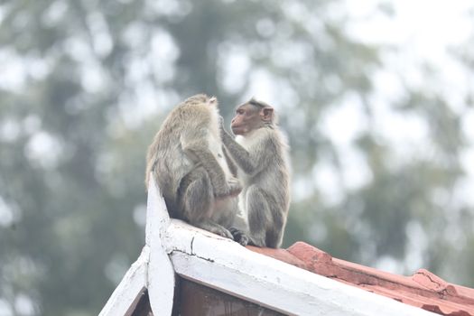 Closeup of Monkey