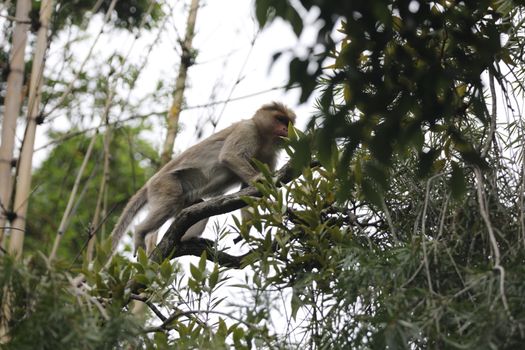 Closeup of Monkey