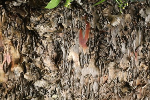Tree Trunk texture macro shot