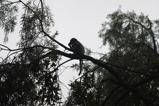 Closeup of Monkey