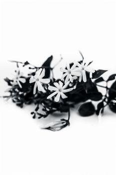 Close up of Indian jasmine flower or juhi or Jasminum Auriculatum on wooden surface.