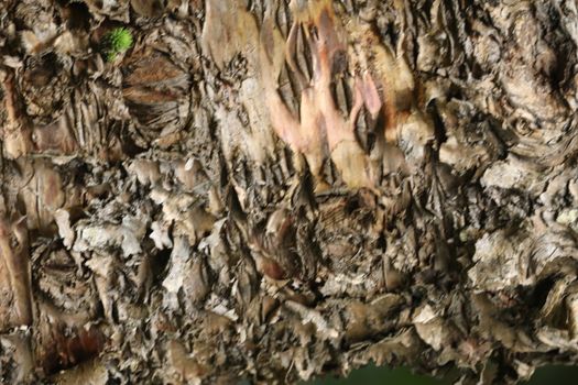 Tree Trunk texture macro shot