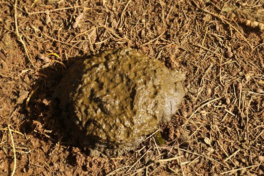 Cow Dung in fields