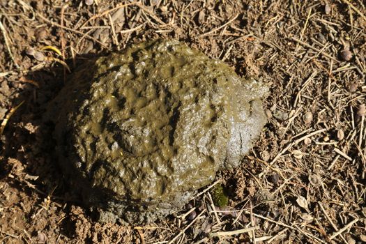 Cow Dung in fields