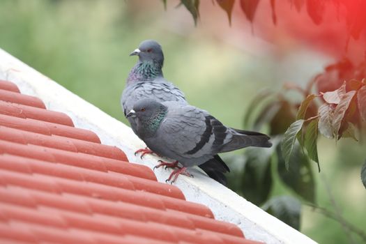 Pigeons on the wall