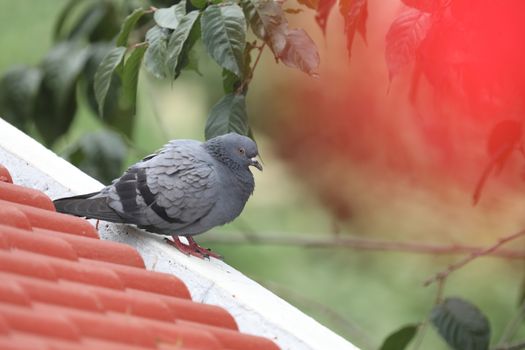 Pigeons on the wall