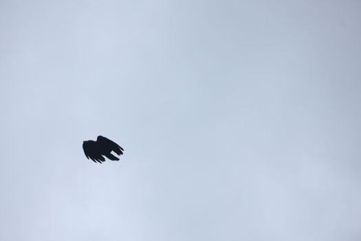 Birds flying in sky