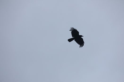 Birds flying in sky