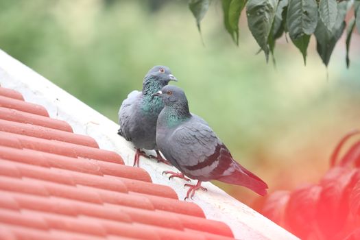 Pigeons on the wall