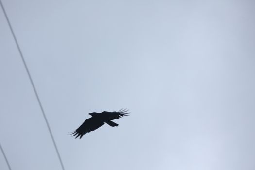 Bird flying in sky