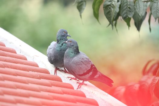 Pigeons on the wall