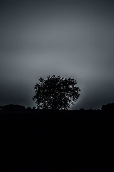 Silhouette of a tree during sunset with clouds in the deep wilderness of forest concept of loneliness and break-up.