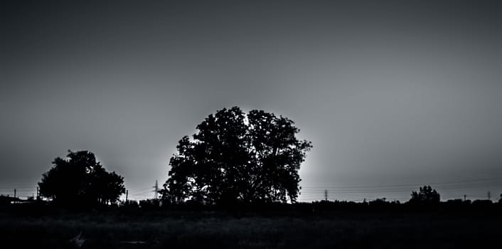 Silhouette of a tree during sunset with clouds in the deep wilderness of forest concept of loneliness and break-up.