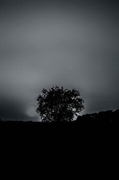 Silhouette of a tree during sunset with clouds in the deep wilderness of forest concept of loneliness and break-up.