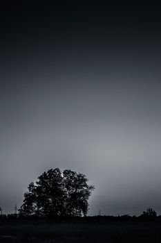 Vertical shot of solitary trees during dusk time in the dried forest.Concept of break up and sadness and loneliness.