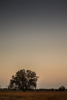 Vertical shot of solitary trees during dusk time in the dried forest.Concept of break up and sadness and loneliness.
