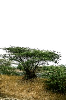 Green colored ever green solitary tree isolated on white.