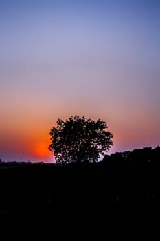 Silhouette of a tree during sunset with clouds in the deep wilderness of forest concept of loneliness and break-up.