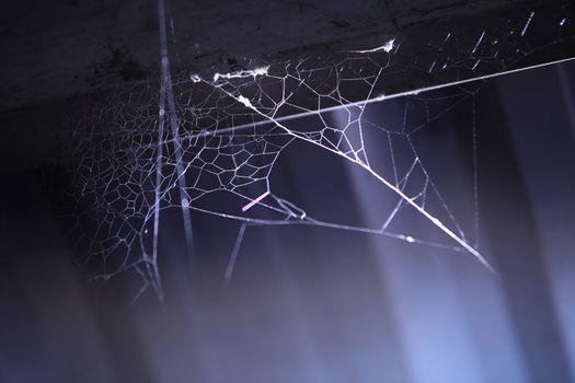 closeup of Spider web