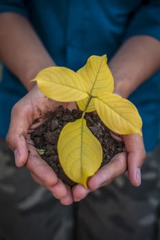 Close up of Human hands trying to Save mother nature by holding plant in palms.Concept of saving earth and mother nature.