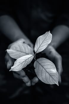 Close up of Human hands trying to Save mother nature by holding plant in palms.Concept of saving earth and mother nature.